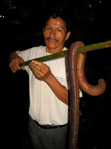 a legnagyobb féreg